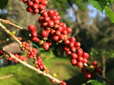 Не толкова известни факти за сорта Арабика