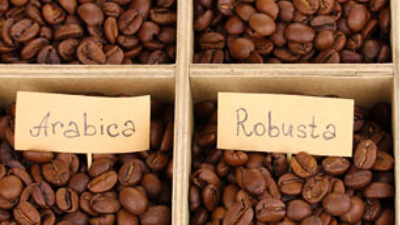 Вкусовите свойства на арабика и робуста